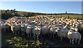 Penned Sheep