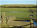 Cattle Trough