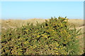 Gorse in Flower