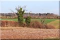 Dead Trees in the Hedge