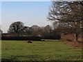 Bull in a Field at Baker