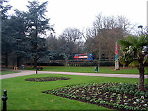 SP3277 : Memorial Park cedars by E Gammie