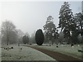 Colchester cemetery on a frosty & foggy morning