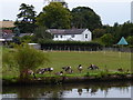 Canada geese next to the Grand Union Canal