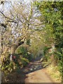 Cul-de-sac lane at Ovingham