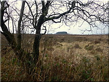 H5775 : Tree and bogland, Loughmacrory by Kenneth  Allen