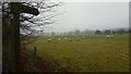 Sheep pasture, Lower Clent