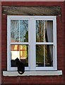 Cat on a window ledge in Woodseats