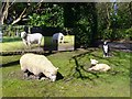 Hindhead - Sheep