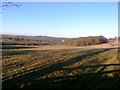 Round Wood viewed from Jebb Lane