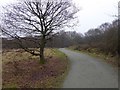 Ash Plantation, Claybury Park