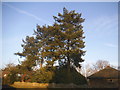 Trees on Deanoak Lane, Nalderswood