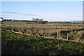 Rough grazing near Netherton Bridge