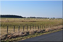 NT2852 : Sheep grazing, Moorfoot by Jim Barton
