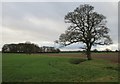 Fields near Ivy House, Kexby