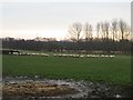 Sheep grazing near North East Mason Farm