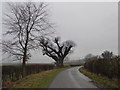 Old oak tree beside the lane