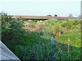 Rainham Creek above the Lamson Road bridge