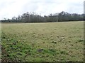 Woodland surrounding ponds, off Springs Lane