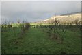 The orchard at Knockraich Farm