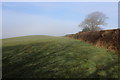 Wessex Ridgeway on Blackdown Hill (2)