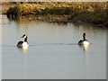 NZ5022 : Two Canada Geese on West Saltholme Pool by Oliver Dixon