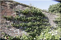 SU5927 : On the Garden Wall by Bill Nicholls