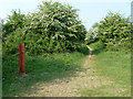 Path, Berwick Wood