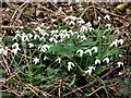 Snowdrops in Brede High Woods