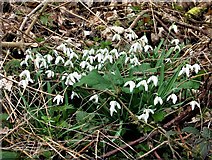 TQ8120 : Snowdrops in Brede High Woods by Patrick Roper
