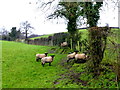 Sheep sheltering along a hedge, Fernaghandrum