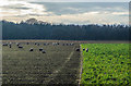 Clever sheep, Chelford Rd near Knutsford