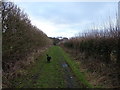 Footpath heading for Caynton Gorse