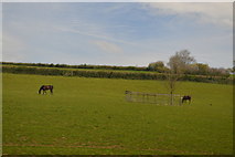 SX6256 : Horses grazing by N Chadwick