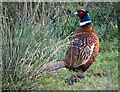 Cock pheasant in the Mayfield Valley