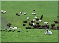 Sheep in pasture near Old May House