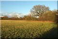SP1821 : Field and boundary near Wyck Rissington by Derek Harper