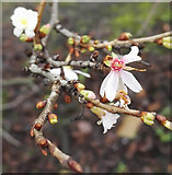 NS4865 : Winter Flowering Cherry by Thomas Nugent