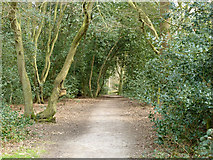 TQ4794 : Path, Hainault Forest by Robin Webster