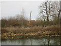 Dead tree by the canal