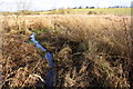 Small stream through reed bed  beside footpath NE of Worsham