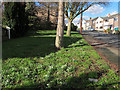 Snowdrops on Newlay Grove 