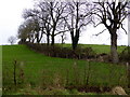 Line of trees, Drumshanly