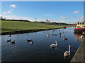 Swans and geese on the canal near Calverley 