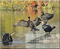 TQ0051 : Riverside Park - Cormorants by Colin Smith