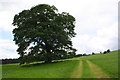 Footpath through Wensley Park