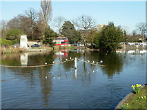 TQ2764 : Carshalton Ponds by Robin Webster