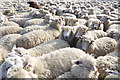 Shearing Sheep at the Showground West Bay (3)