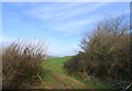 The Wessex Ridgeway path leaving the northern foot of Pilsdon Pen