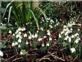 Galanthus elwesii